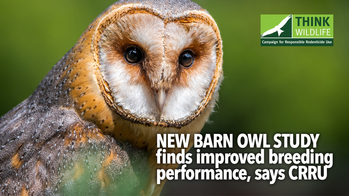 CRRU-barn-owl-nreeding CRRU-barn-owl-nreeding